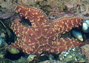 ochre star